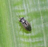 Image de <i>Geocoris punctipes</i>