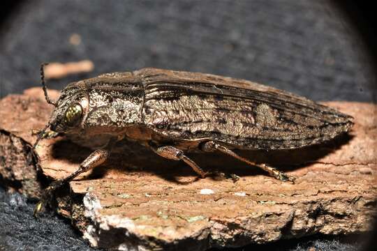 Image of Texania campestris (Say 1823)