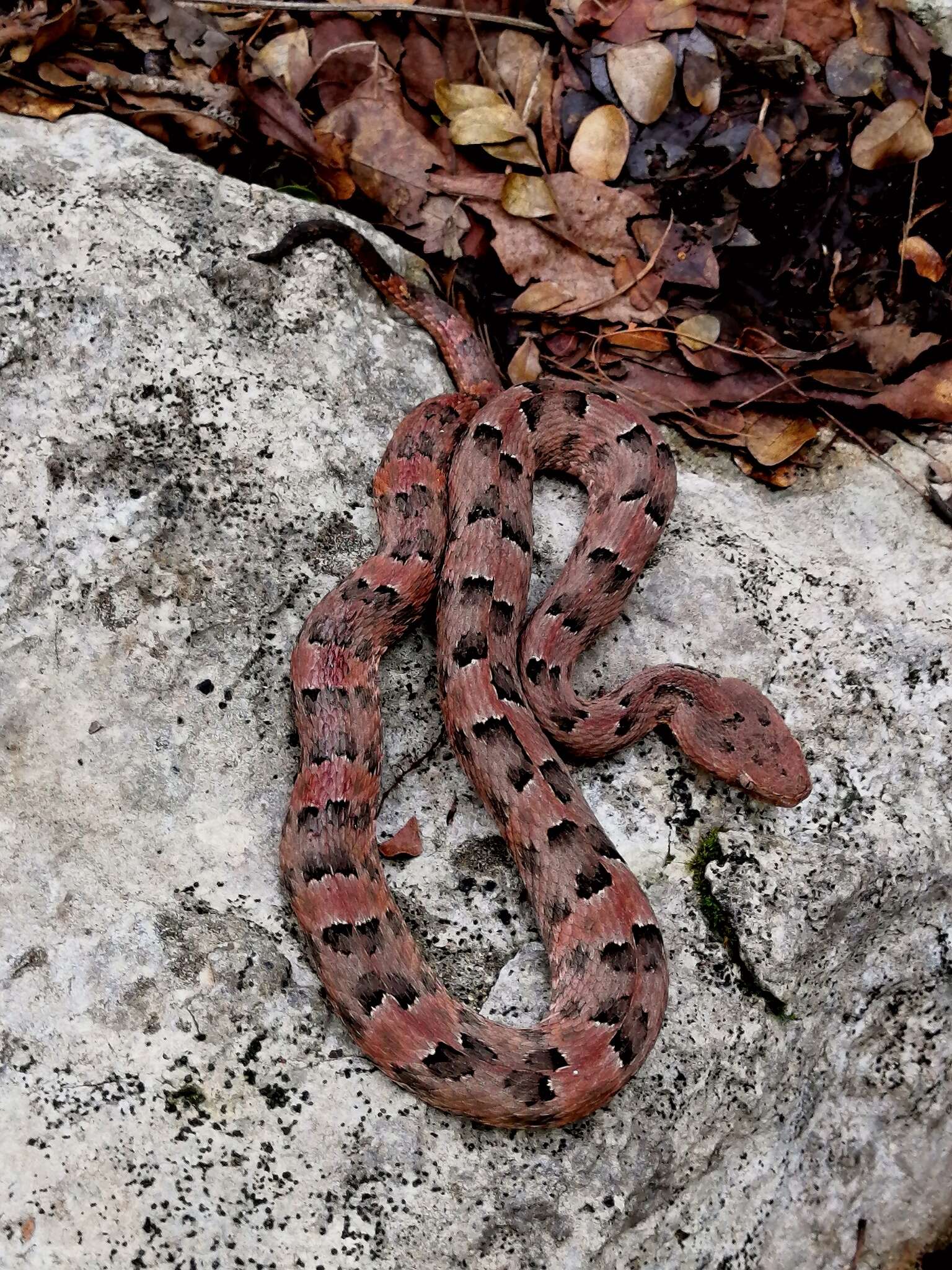 Image of Yucatán Hognose Viper