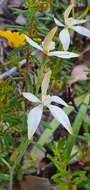 Image of Caladenia marginata Lindl.