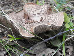 Image of Scaly tooth