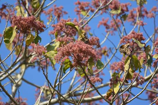 Image of Heliocarpus terebinthinaceus (DC.) Hochr.