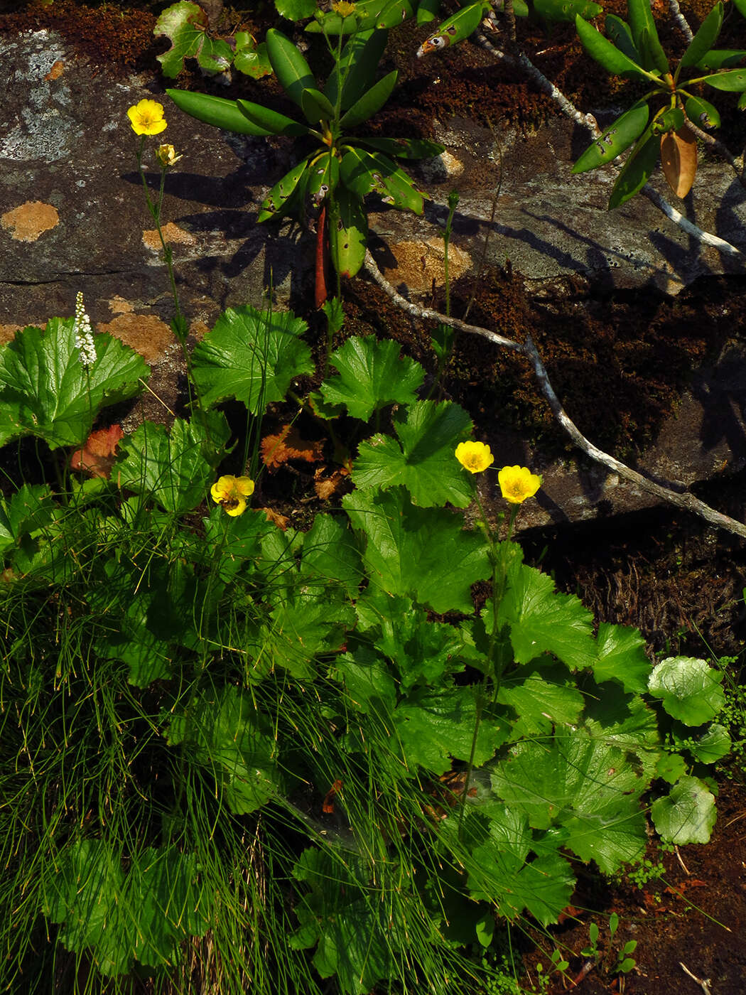 Geum radiatum Michx.的圖片