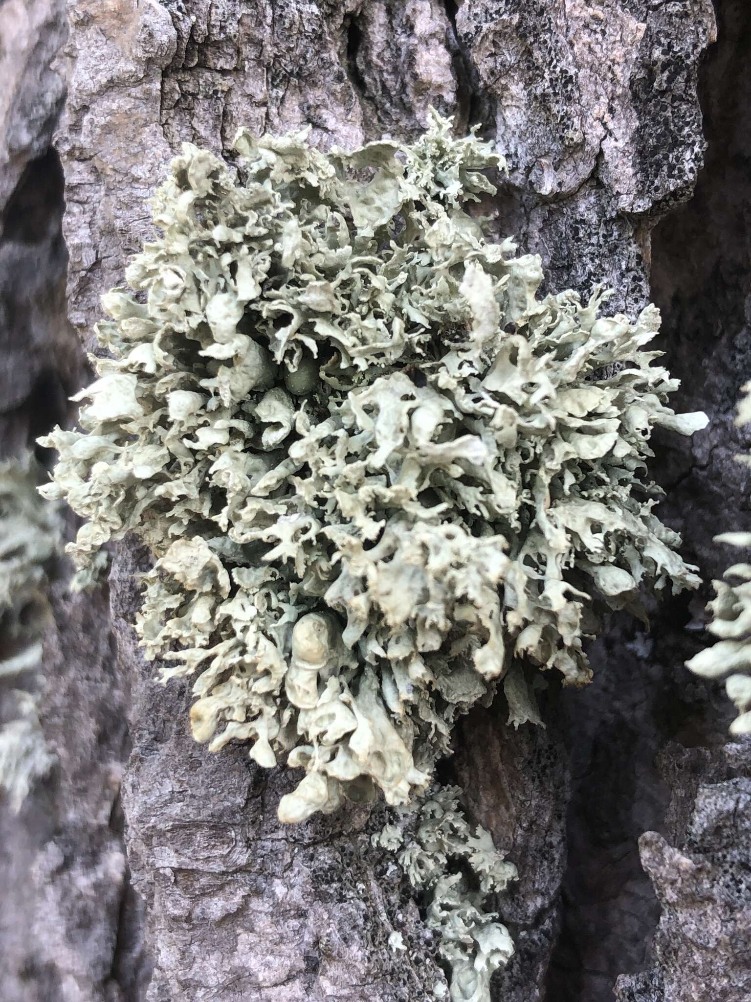 Image of Ramalina obtusata (Arnold) Bitter