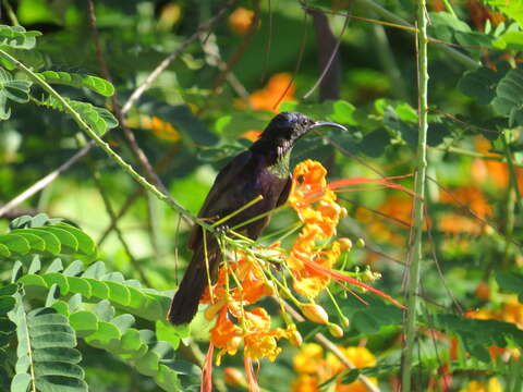 Image of Copper-throated Sunbird