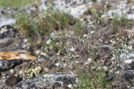 Image of Minuartia setacea (Thuill.) Hayek