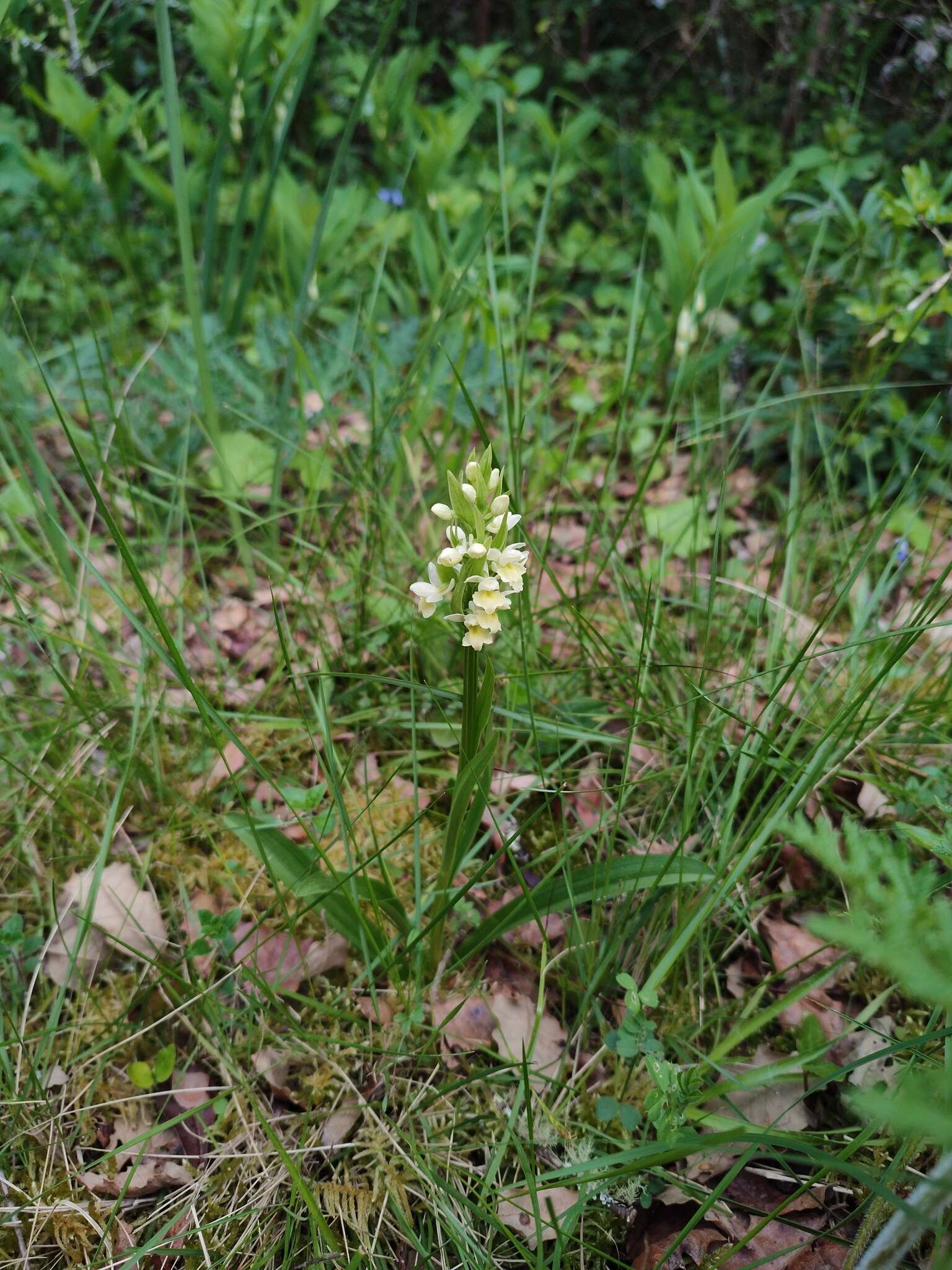 Image de Dactylorhiza romana subsp. guimaraesii (E. G. Camus) H. A. Pedersen