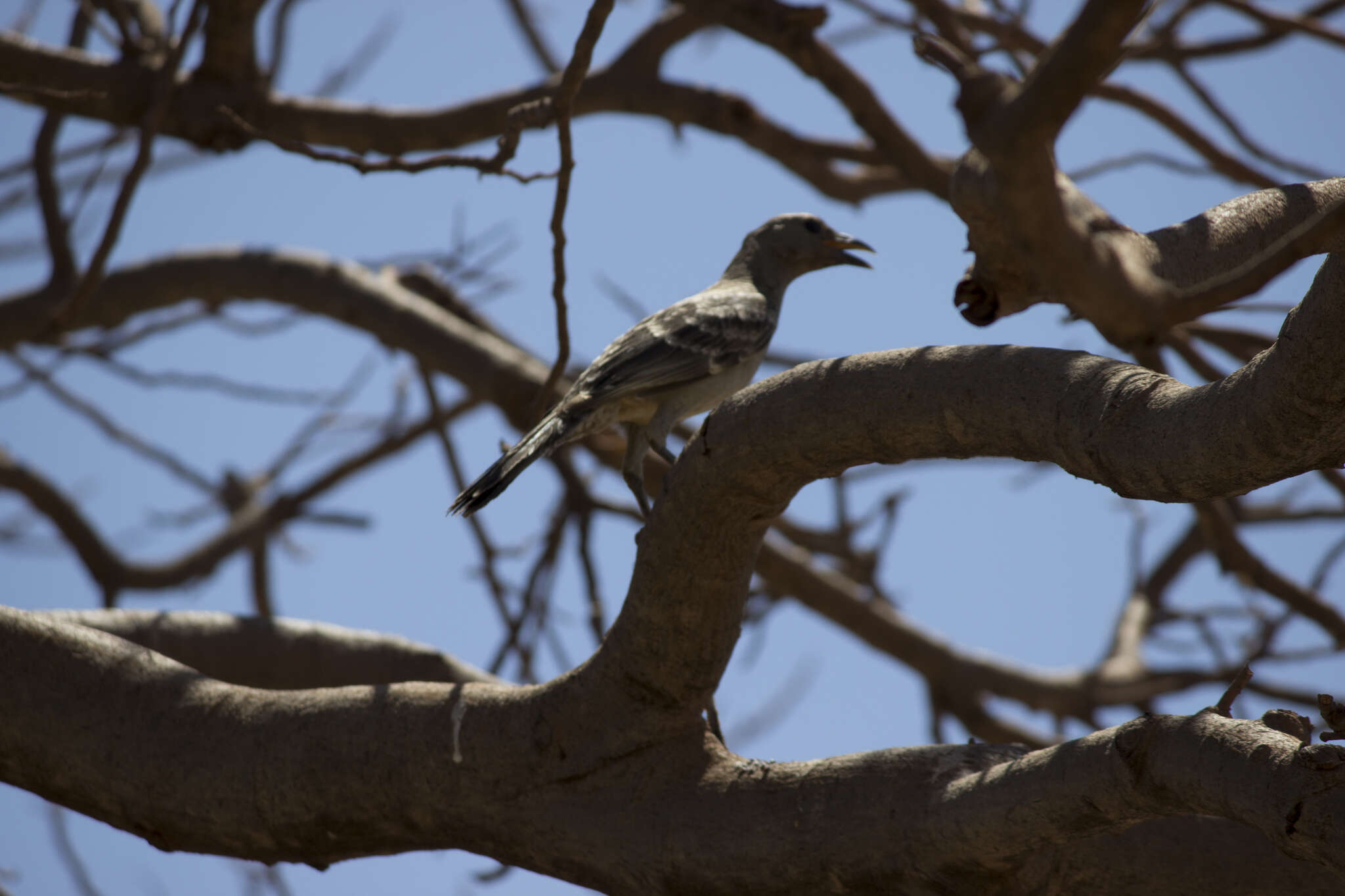 Image of Great Bowerbird