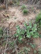 Image of Pelargonium sidoides DC.