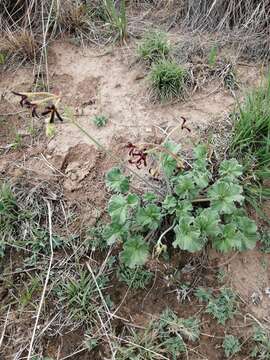 Imagem de Pelargonium sidoides DC.