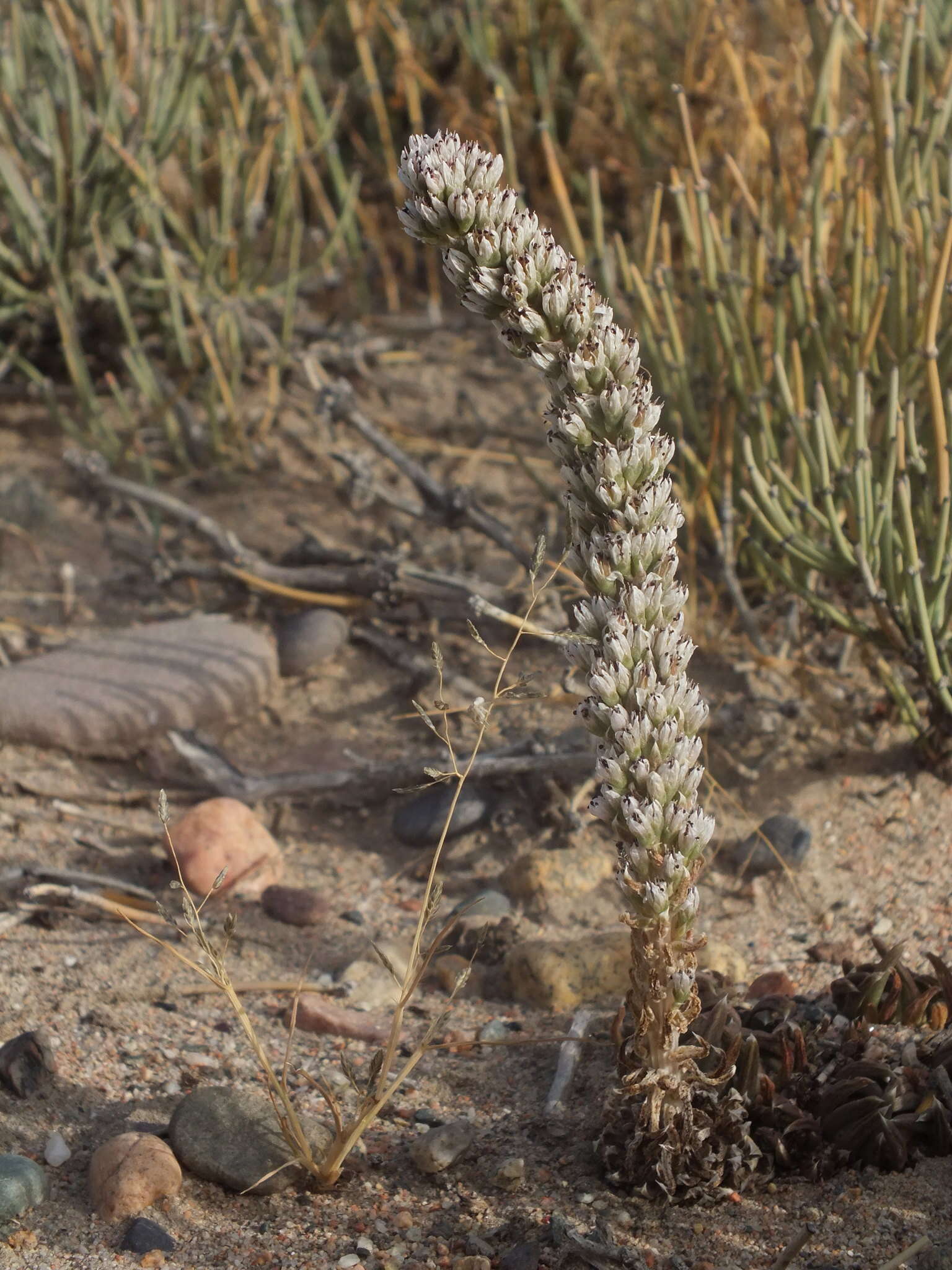 Image de Orostachys thyrsiflora (DC.) Fisch. ex Sweet