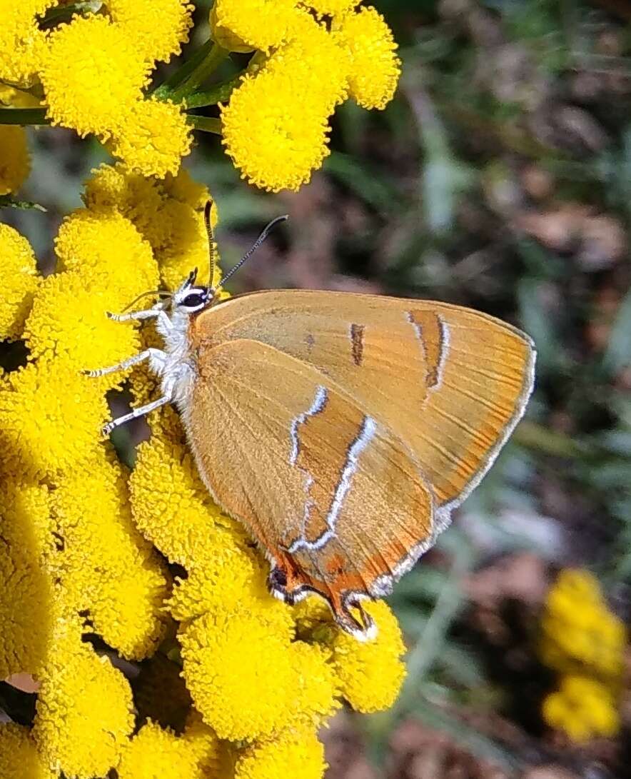 Image of Brown Hairstreak