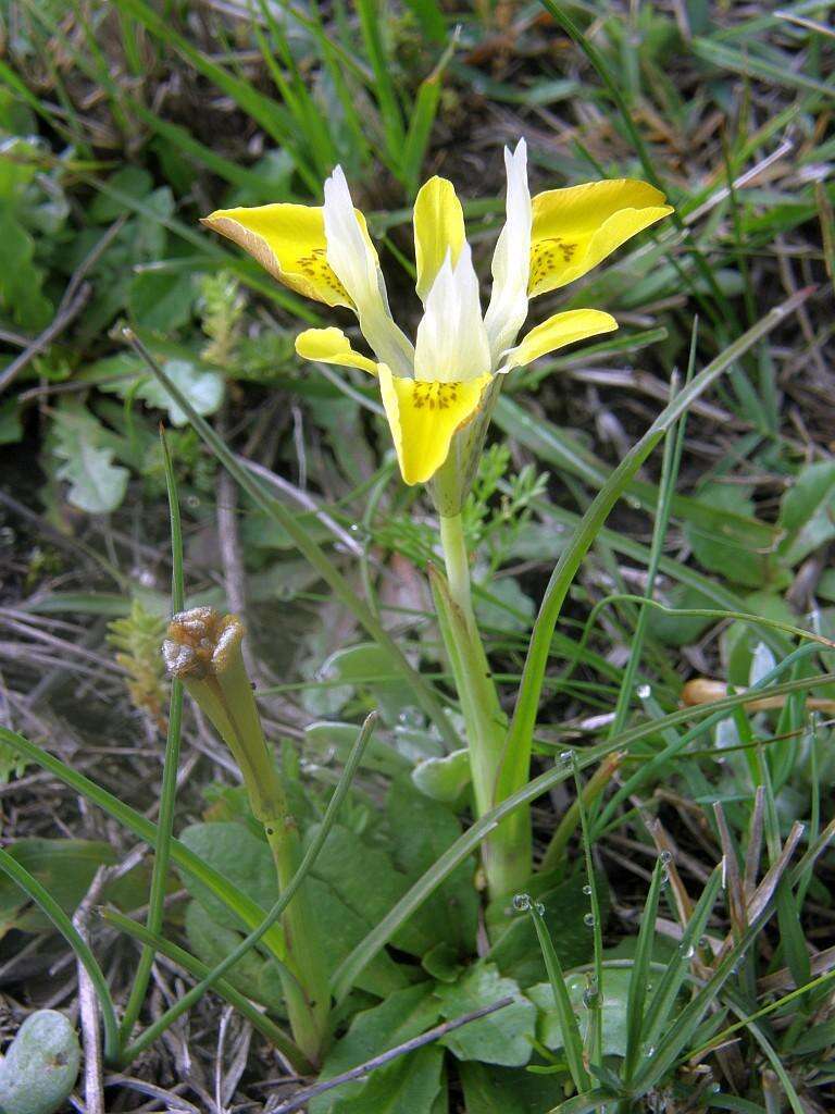 Image of Moraea macronyx G. J. Lewis