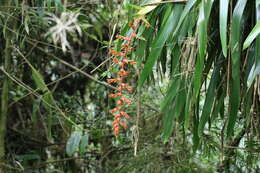 Image of Guzmania multiflora (André) André ex Mez