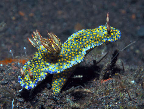 Image of Hypselodoris confetti Gosliner & R. F. Johnson 2018