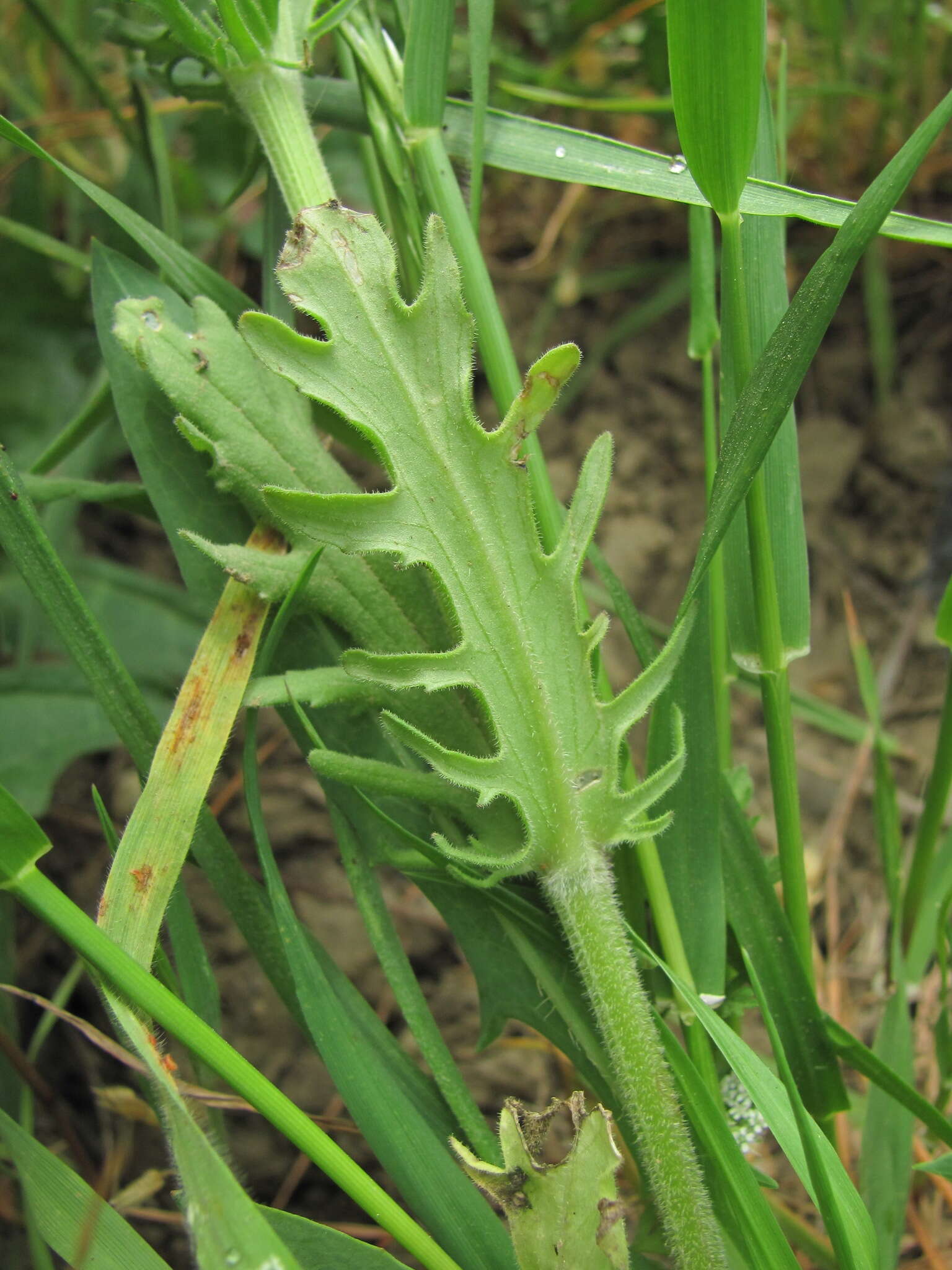 Image of Valerianella uncinata (Bieb.) Dufresne