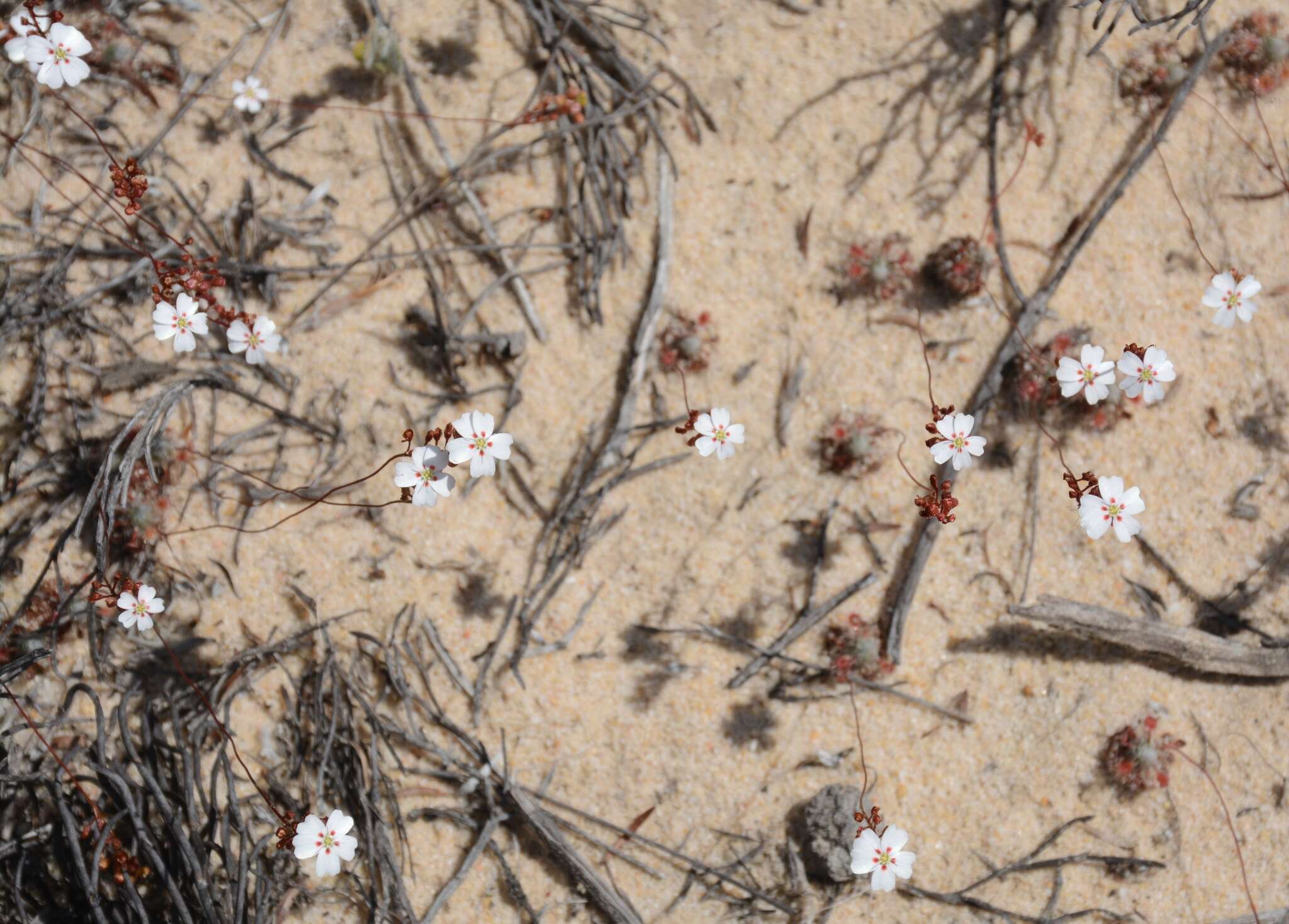 Image de Drosera eneabba N. Marchant & Lowrie