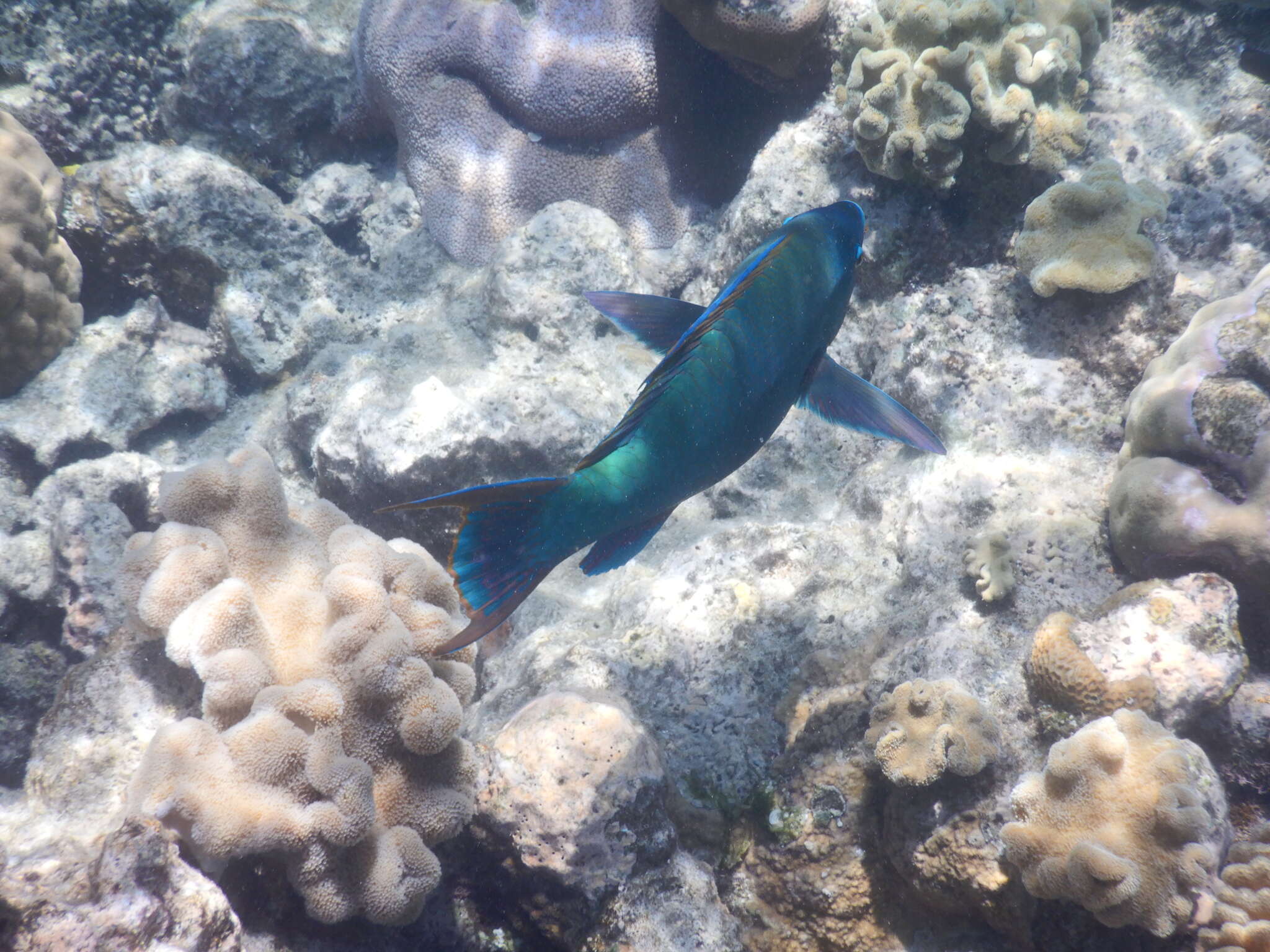 Image of Filament-finned Parrotfish