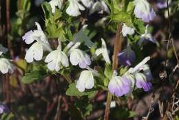 Image of San Diego thorn-mint