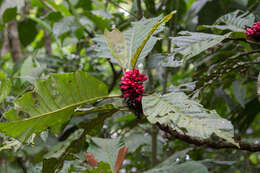 Image of Pentagonia macrophylla Benth.