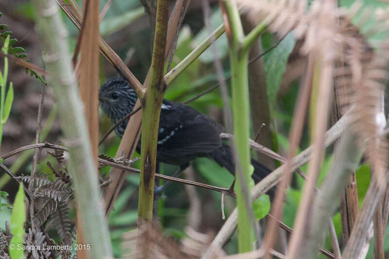 Image of Dusky-tailed Antbird