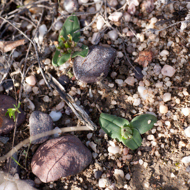 Image of Androcymbium cuspidatum Baker