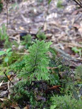 Imagem de Hymenophyllum dentatum Cav.