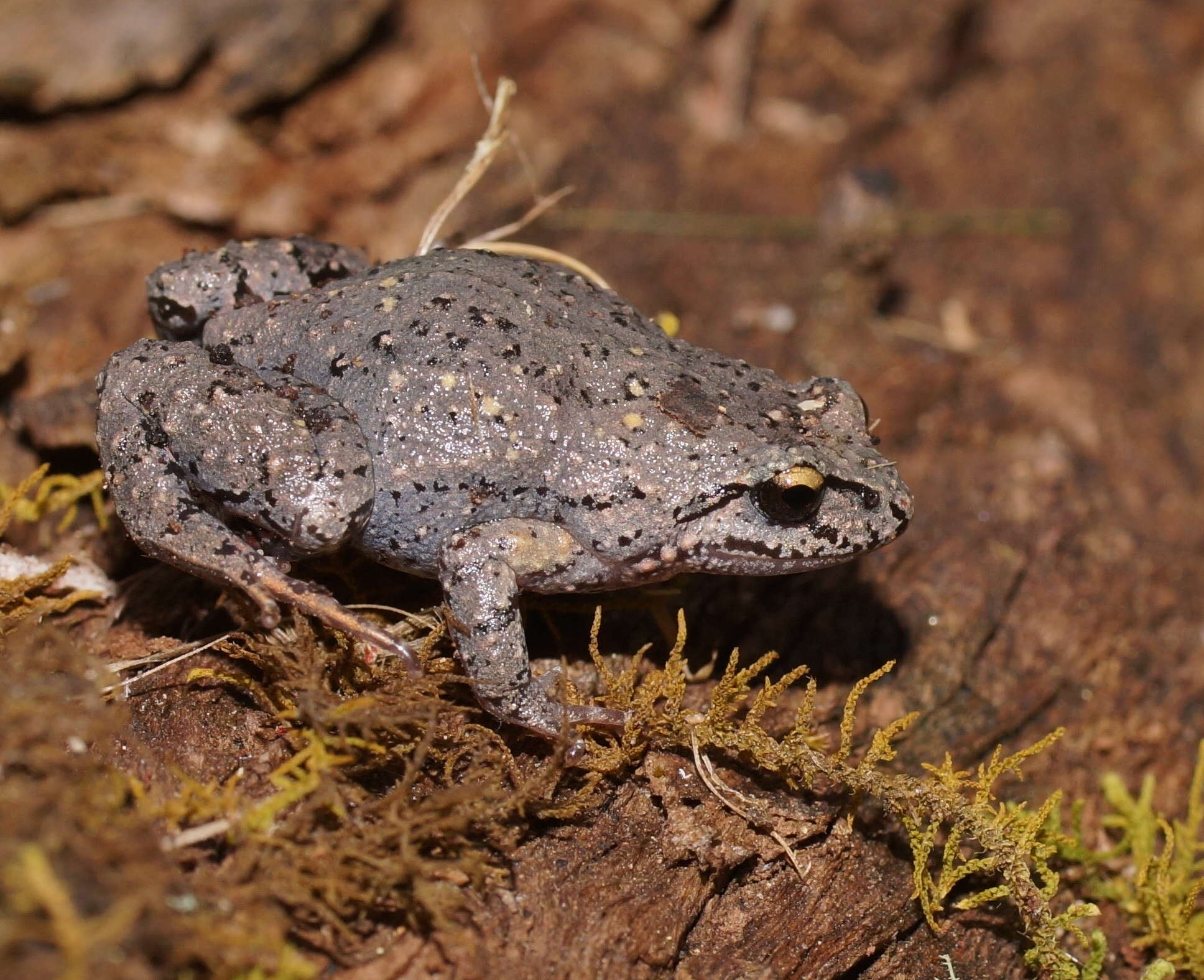 Image de Geocrinia laevis (Günther 1864)