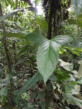 Image of Anthurium subsignatum Schott