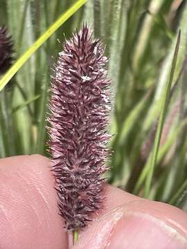 Image of Pongwa grass