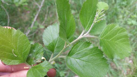 Image de Crataegus mollis var. texana (Buckley) Lance