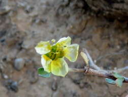 Image of Roepera lichtensteiniana (Cham.) Beier & Thulin