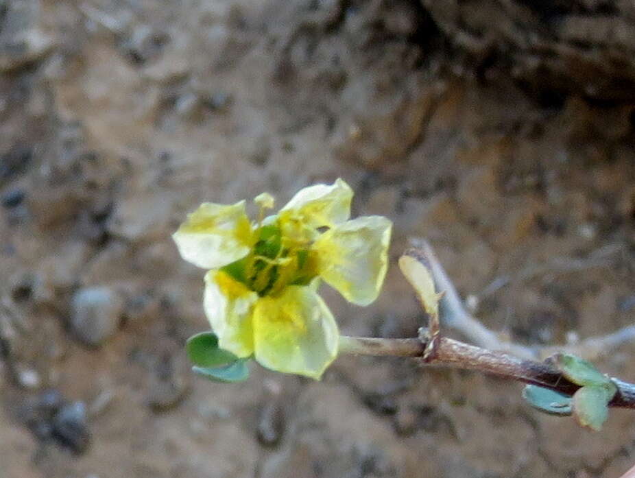 Image of Roepera lichtensteiniana (Cham.) Beier & Thulin