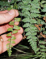 Myriopteris alabamensis (Buckley) Grusz & Windham resmi