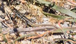 Image of West Coast Morethia Skink