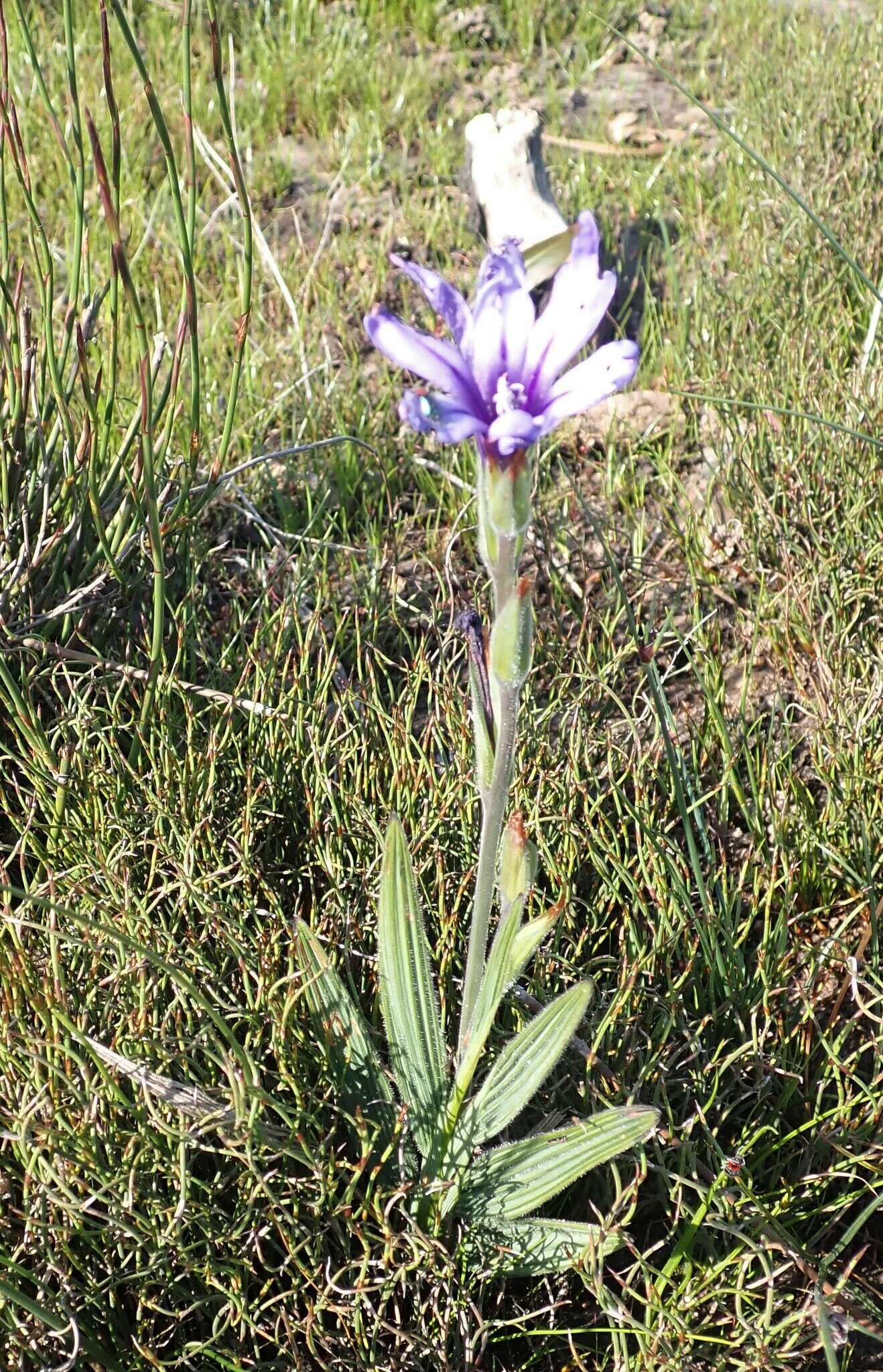 Image of Babiana leipoldtii G. J. Lewis