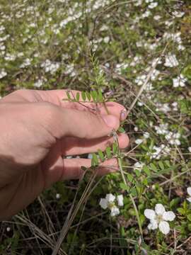 Image of Louisiana vetch