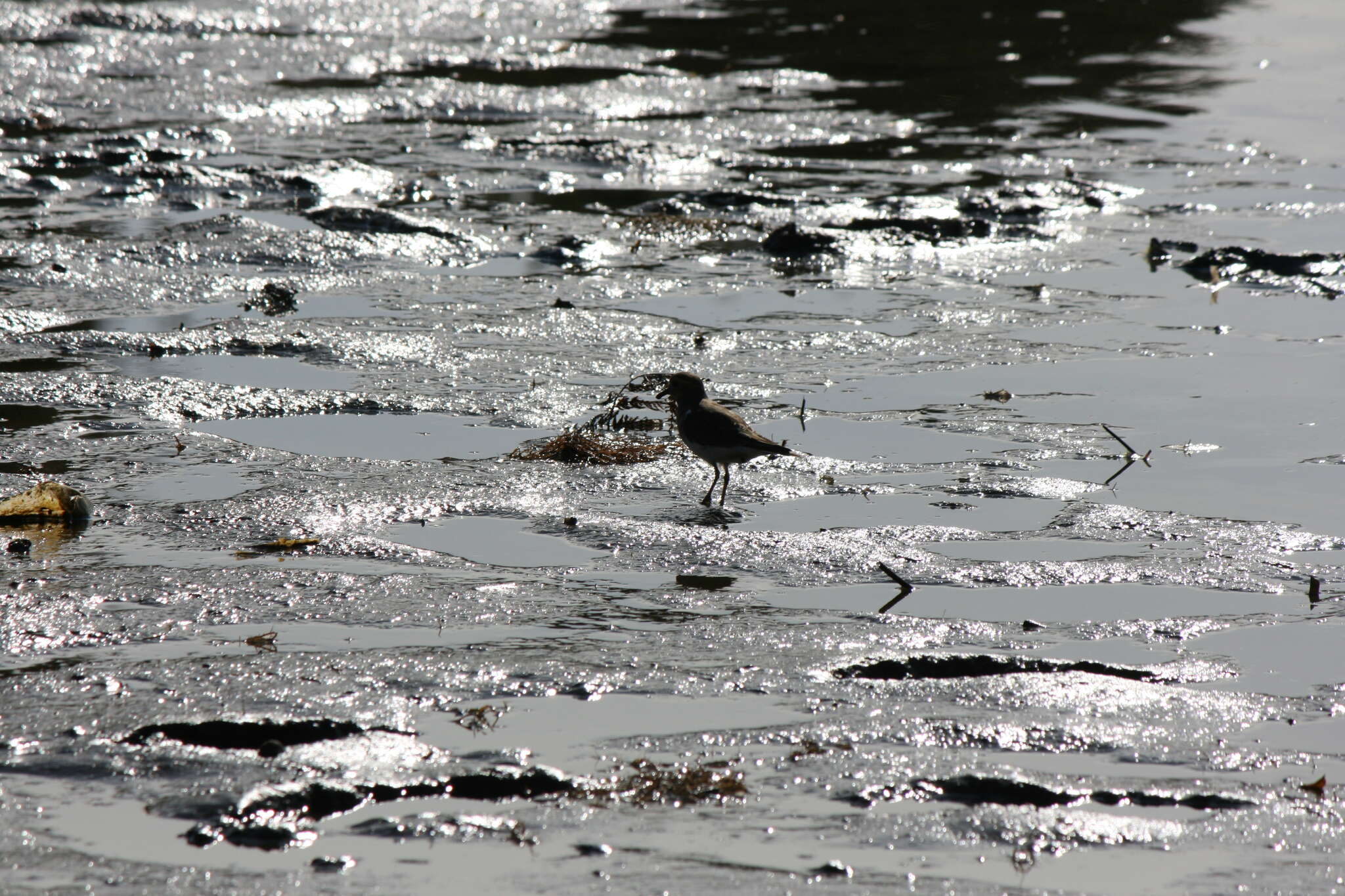 Image of Rufous-chested Dotterel