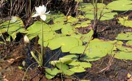 Image de Nymphaea violacea Lehm.