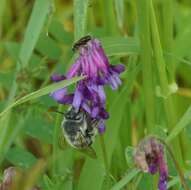 Слика од Anthophora edwardsii Cresson 1879