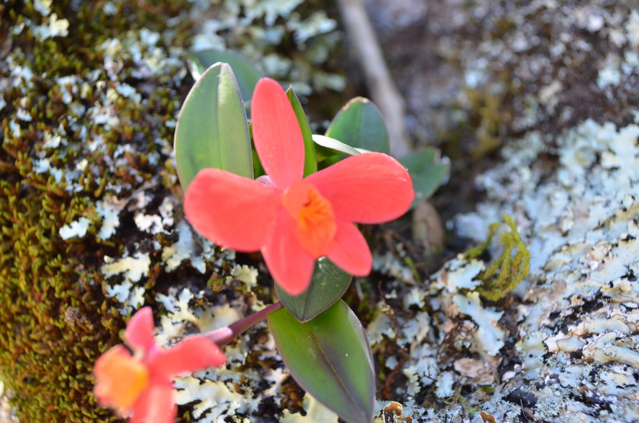 Image of Scarlet Cattleya