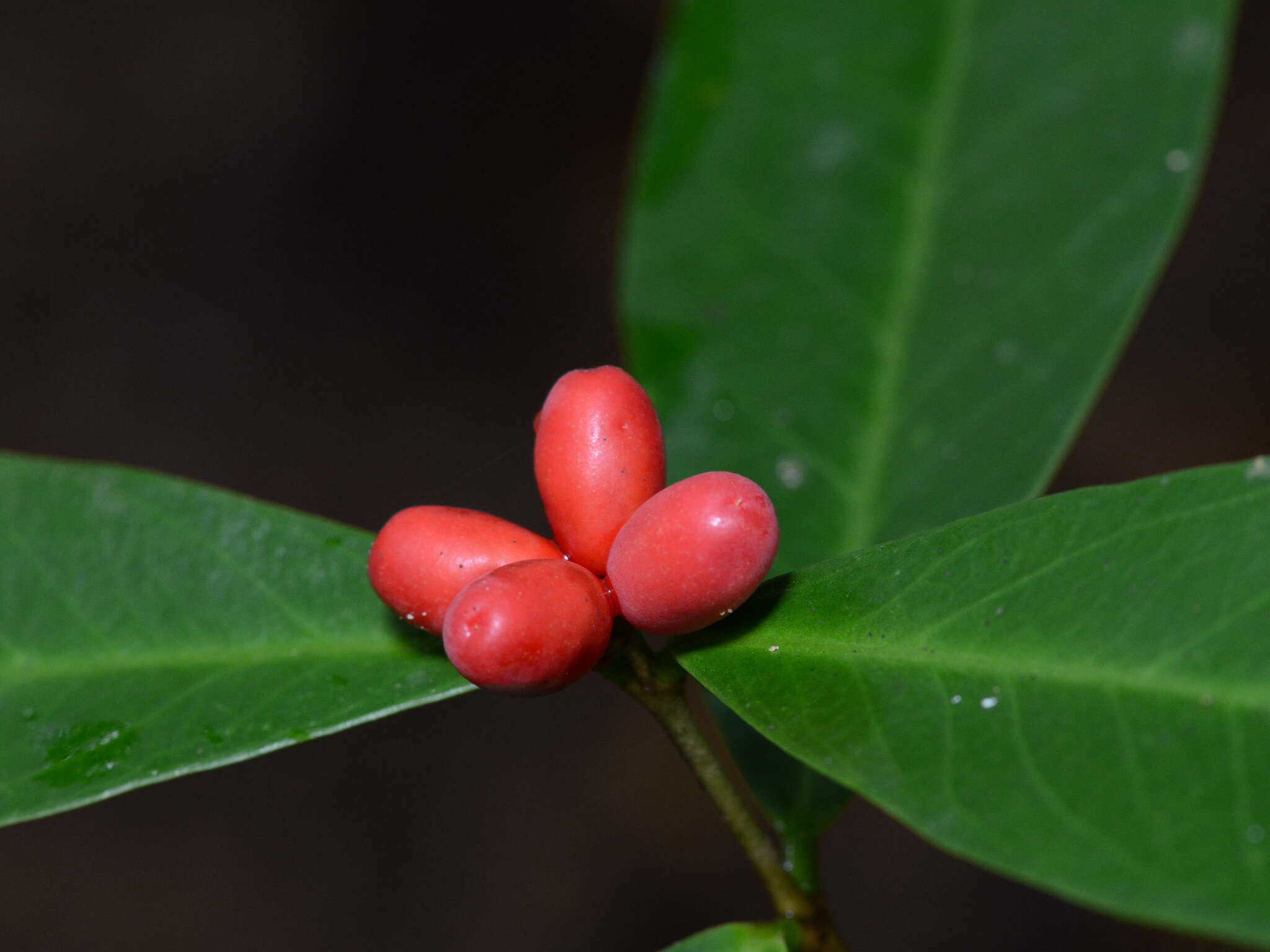 Image of Wikstroemia ridleyi Gamble