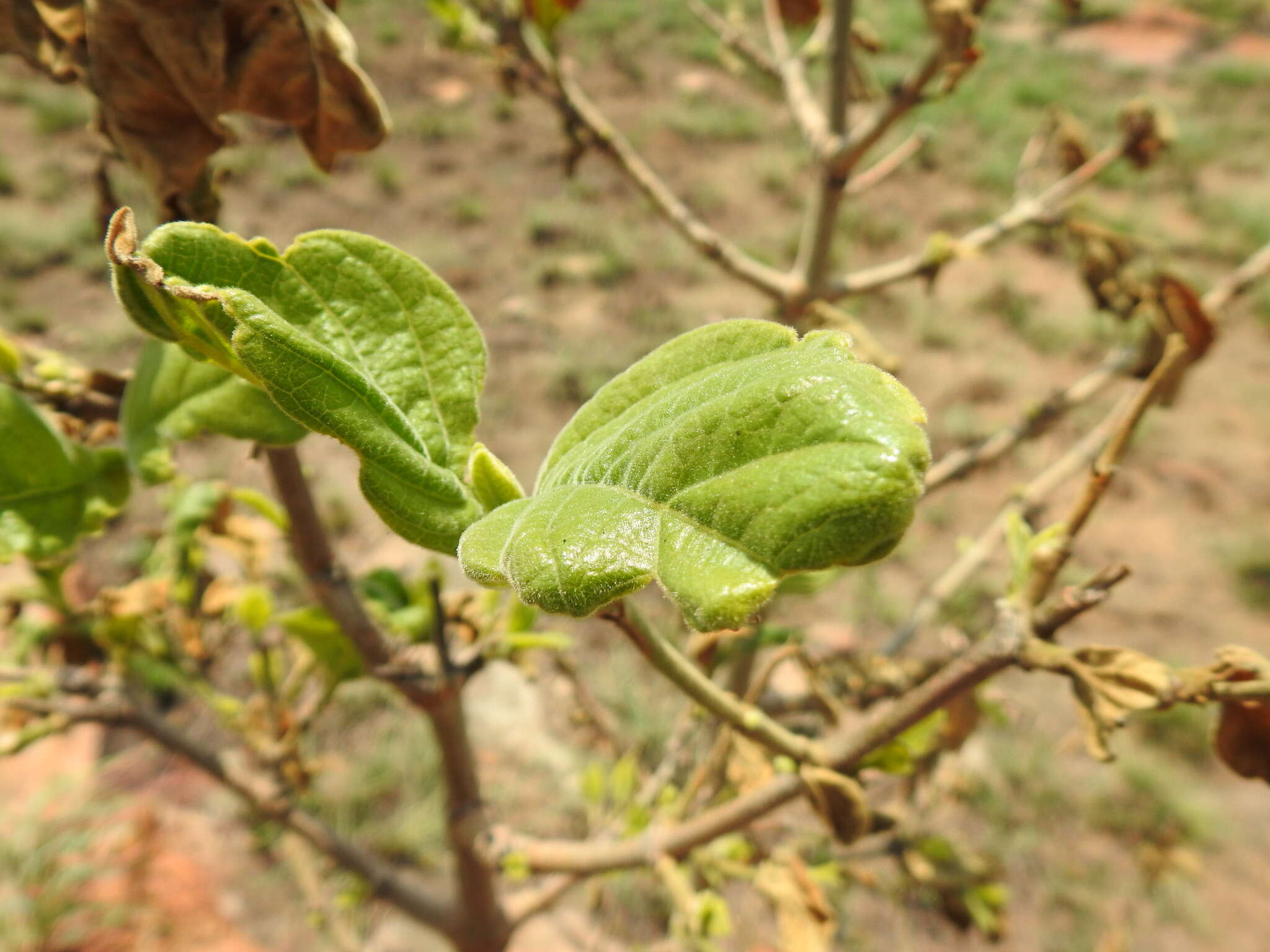 Image of Vangueria infausta Burch.