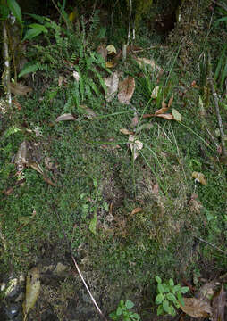 Image of Selaginella australiensis Bak.