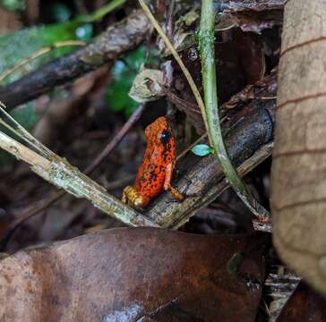 Image of Pichincha poison frog