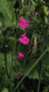 Image of Silene palaestina Boiss.