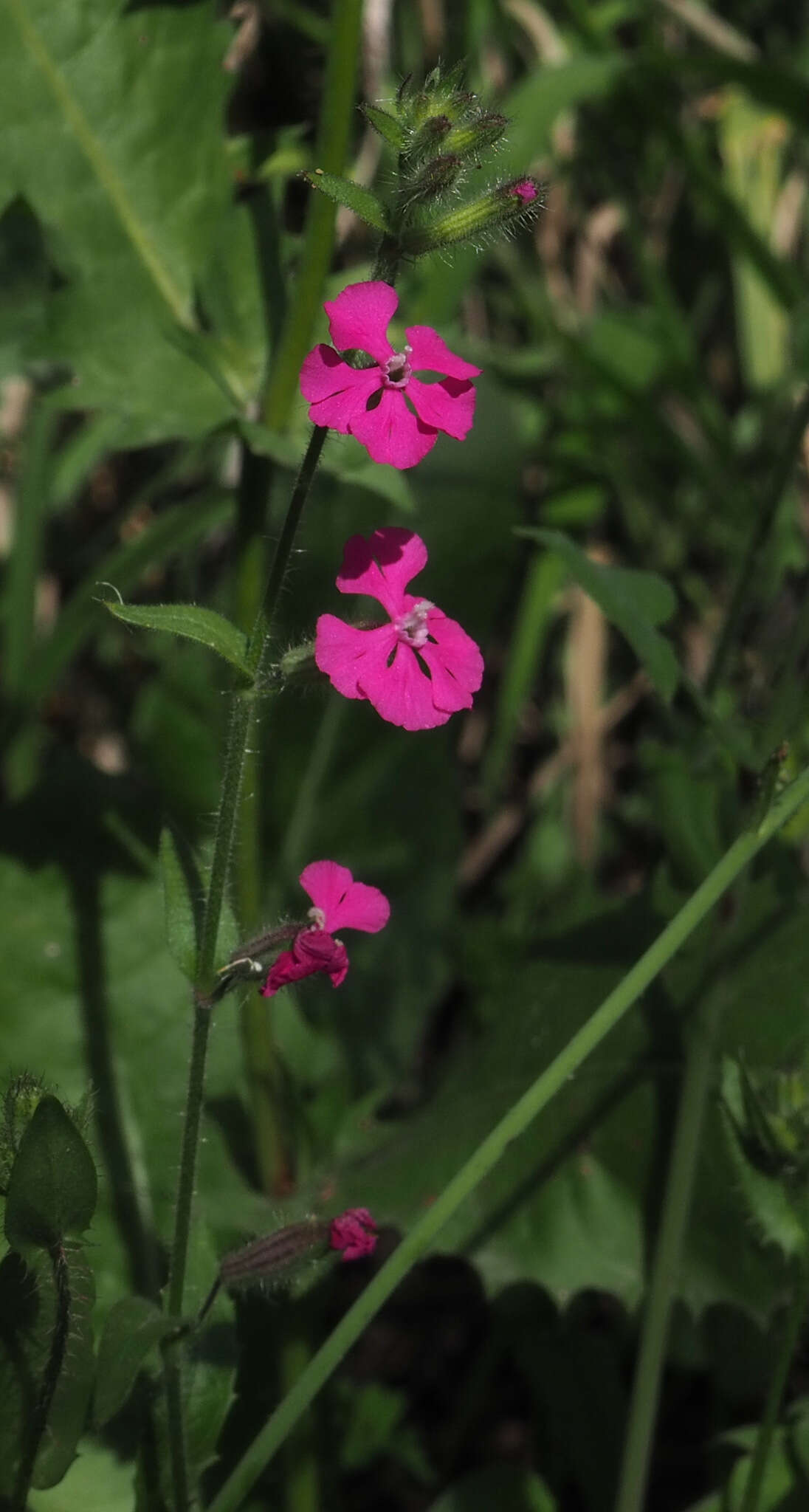 Image of Silene palaestina Boiss.