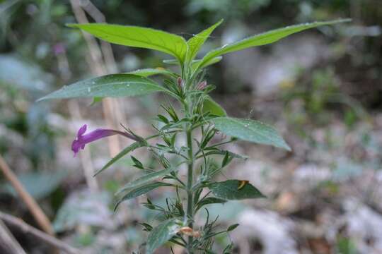 Imagem de Ruellia inundata Kunth