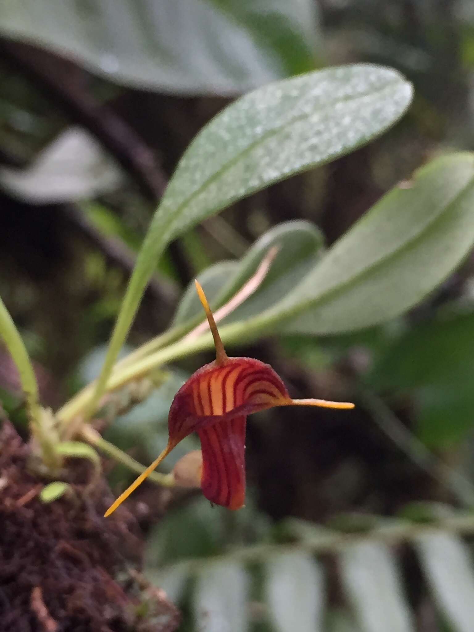 Image of Masdevallia ventricularia Rchb. fil.