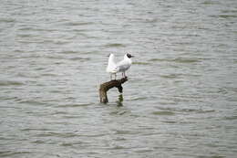 Image de Mouette de Patagonie